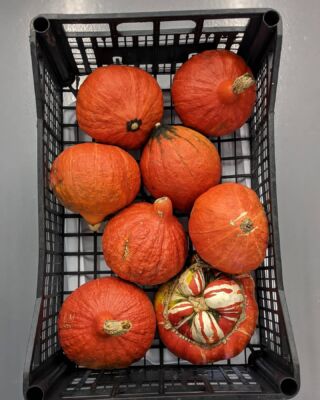 RED KURI SQUASH

Just some of the amazing produce 